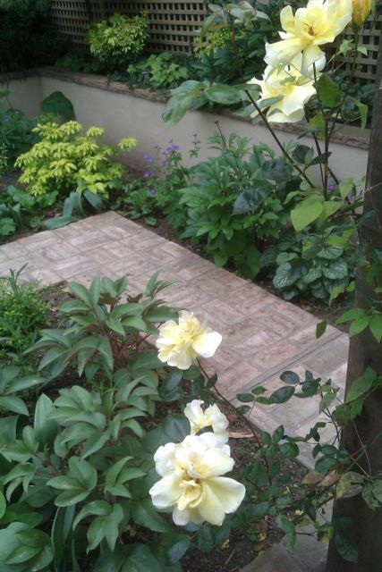 Clapton garden with brick path flanked by interesting foliage