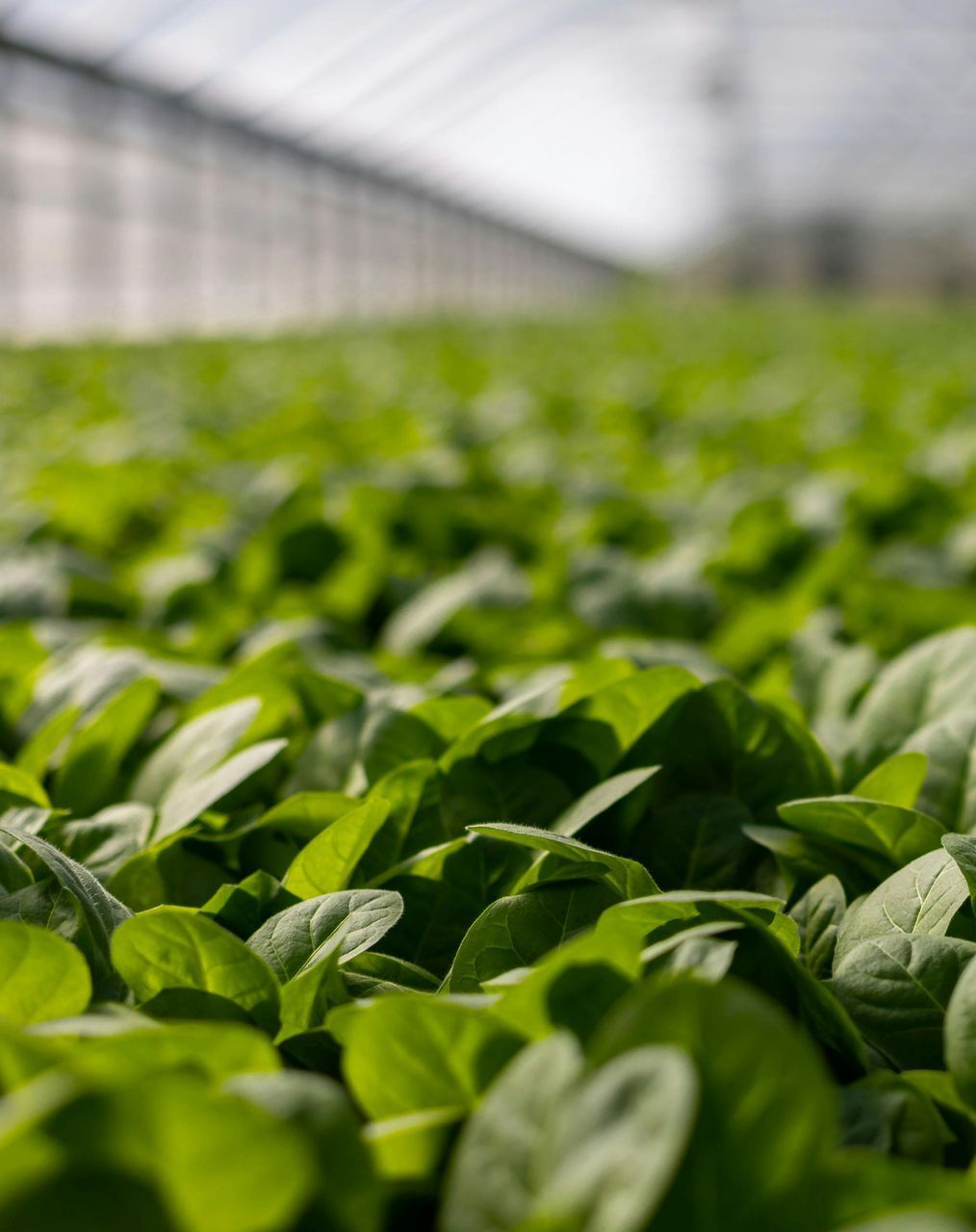 A field of green plants growing in a greenhouse