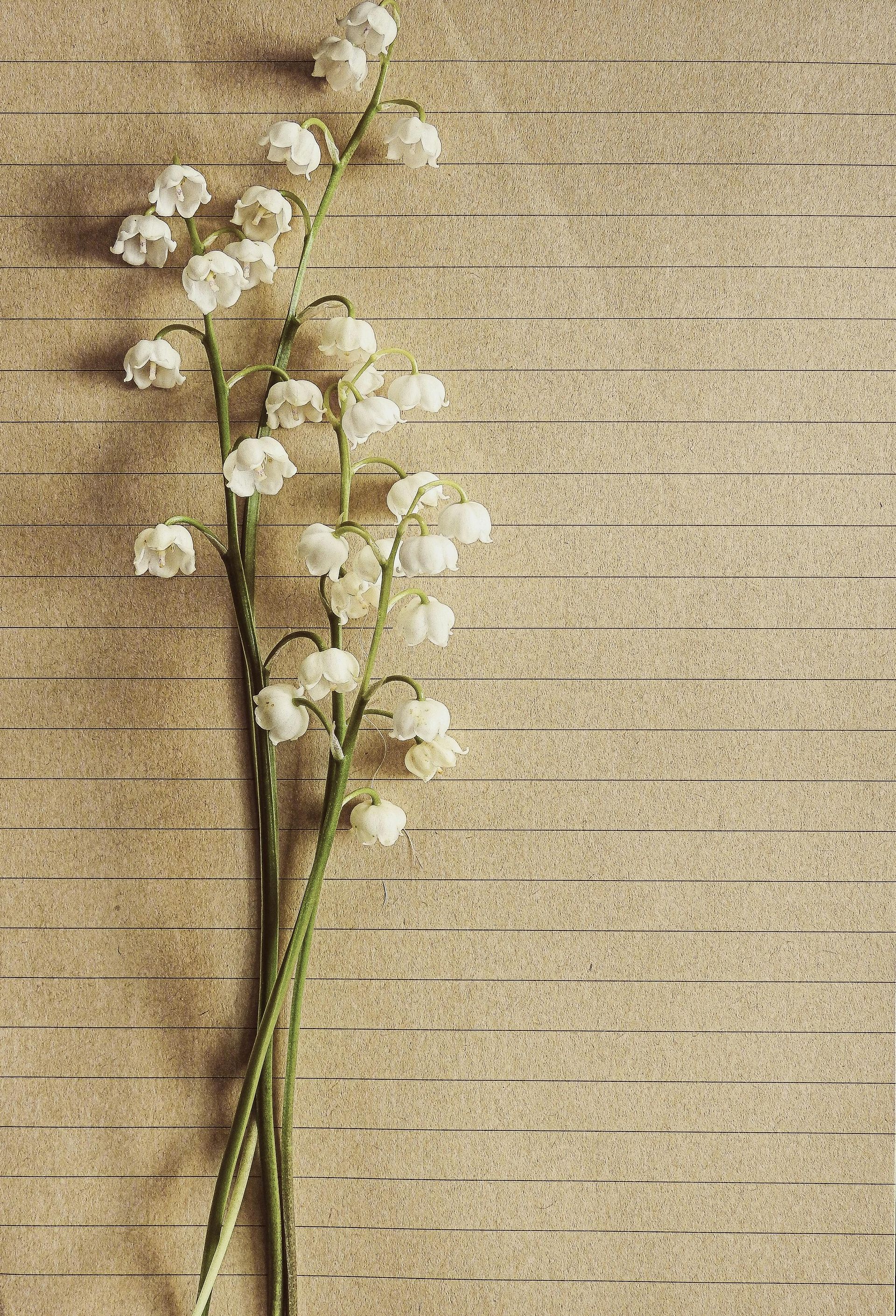 Lily of the valley flowers with white bell-shaped blooms on a textured, light brown surface.