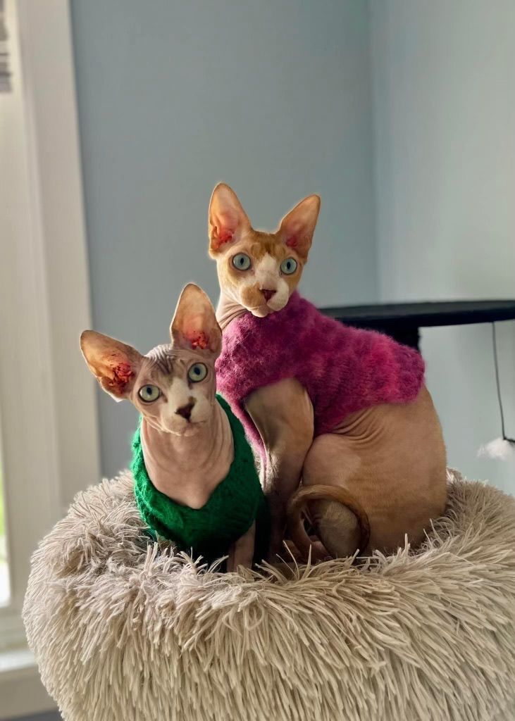 Meet Our Local Family Team for Window Treatments Near San Diego & La Jolla, California (CA)