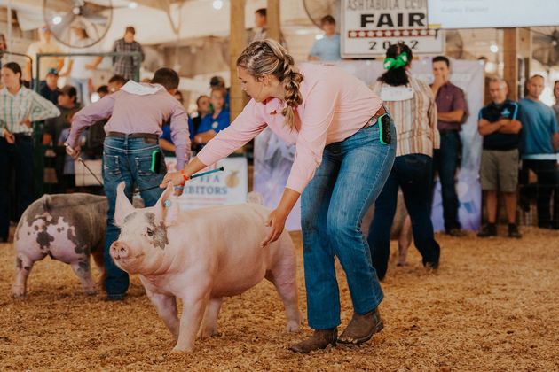 A person in a pink shirt guides a pig through an indoor arena filled with sawdust at a county fair.