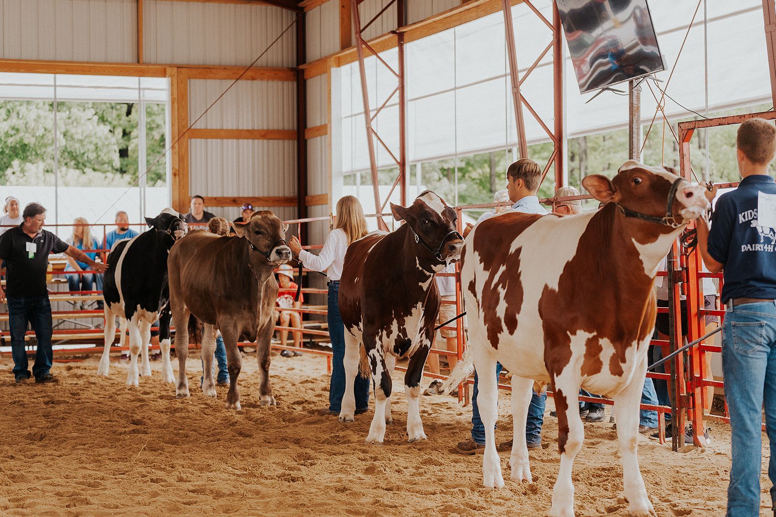 People stand in a sandy indoor arena with dairy cows for a livestock show.