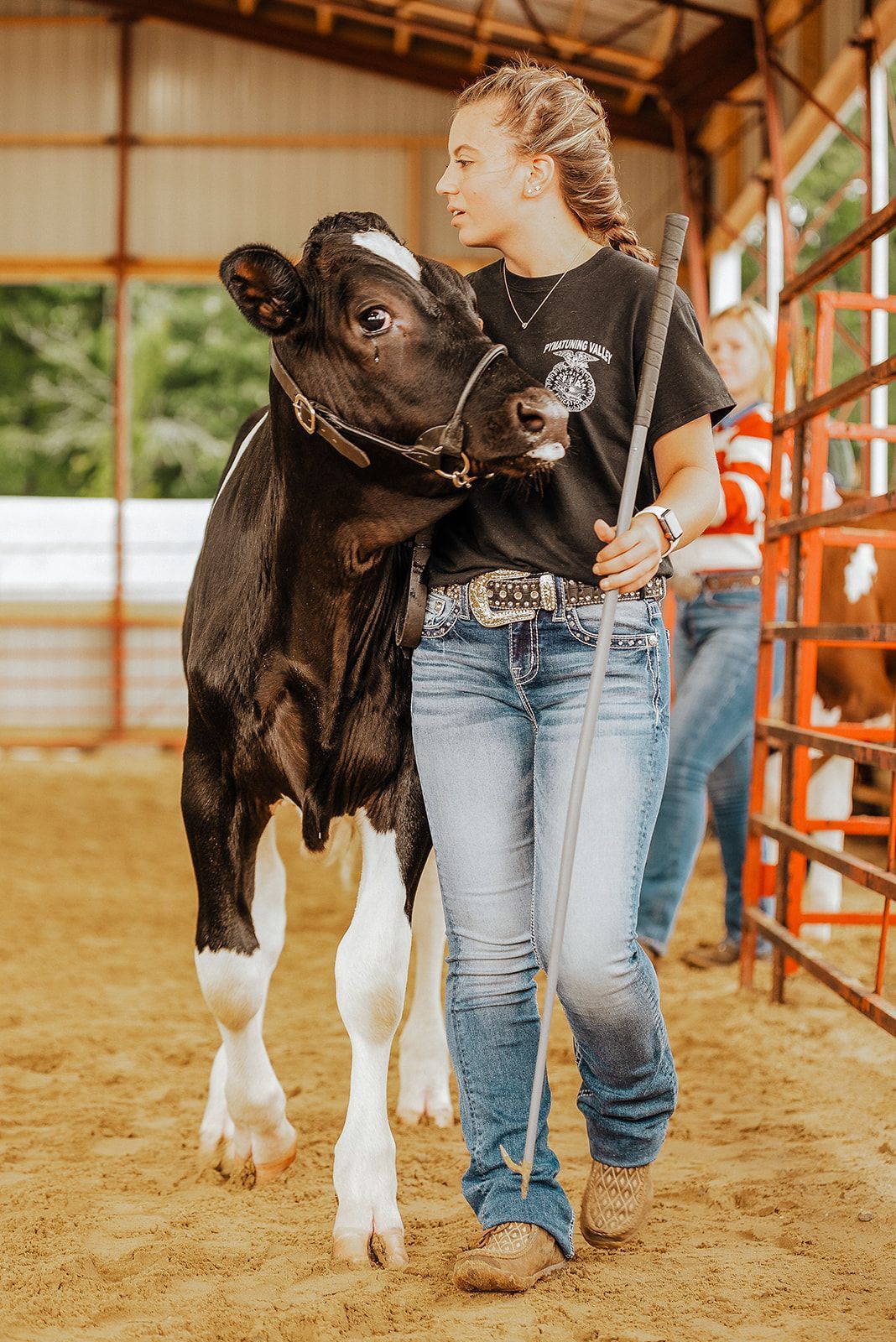 A person walks a black and white calf with a halter in an indoor arena with sandy ground and metal fencing.