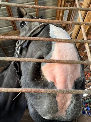 A person in a pink shirt guides a pig through an indoor arena filled with sawdust at a county fair.