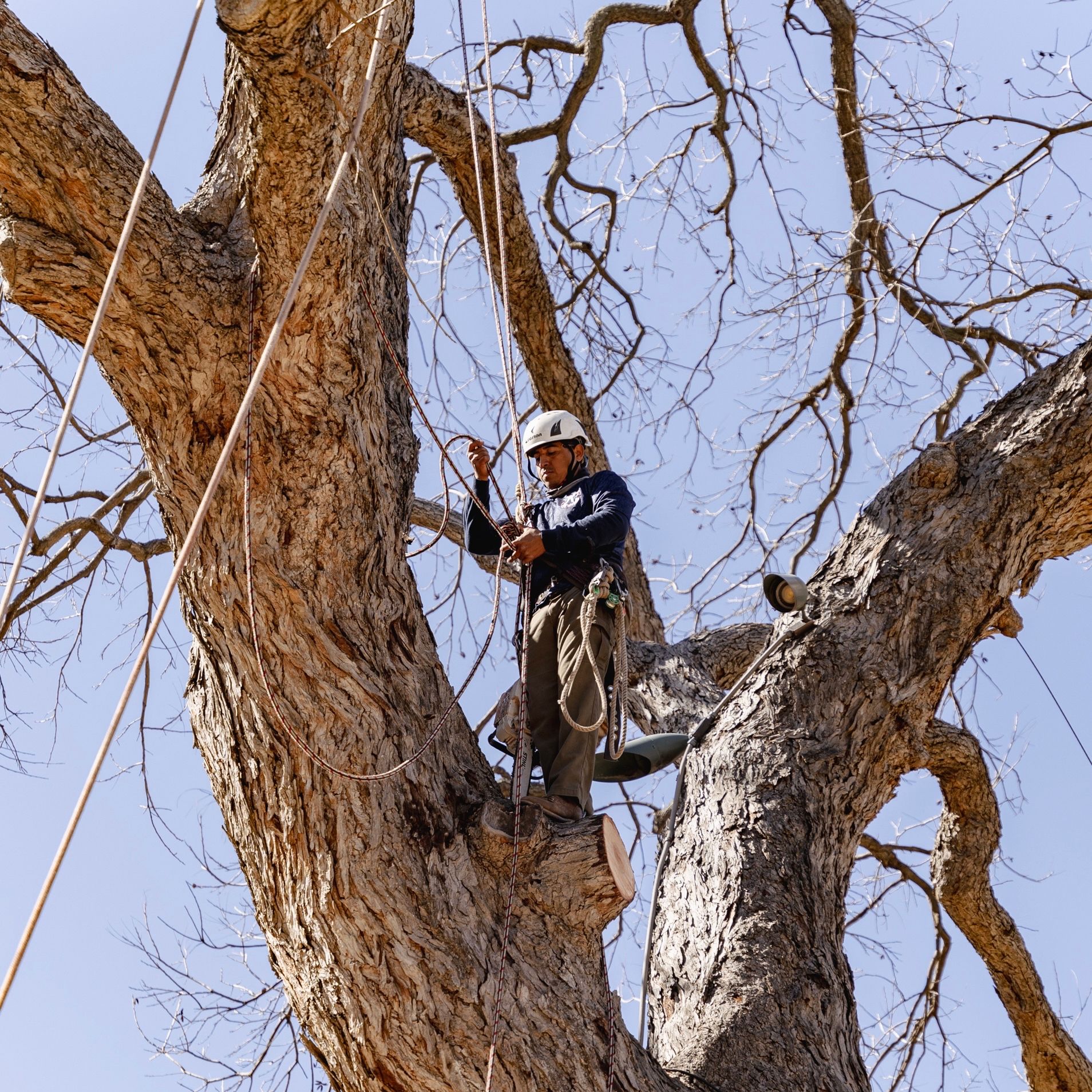 Tree Trimming in San Antonio