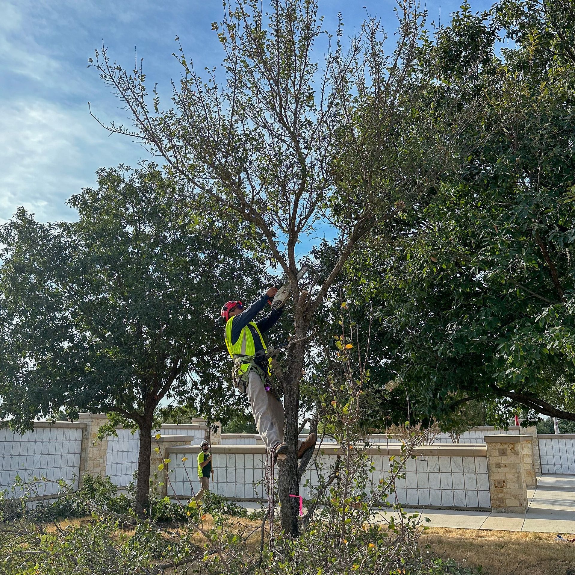 Tree Removal in San Antonio