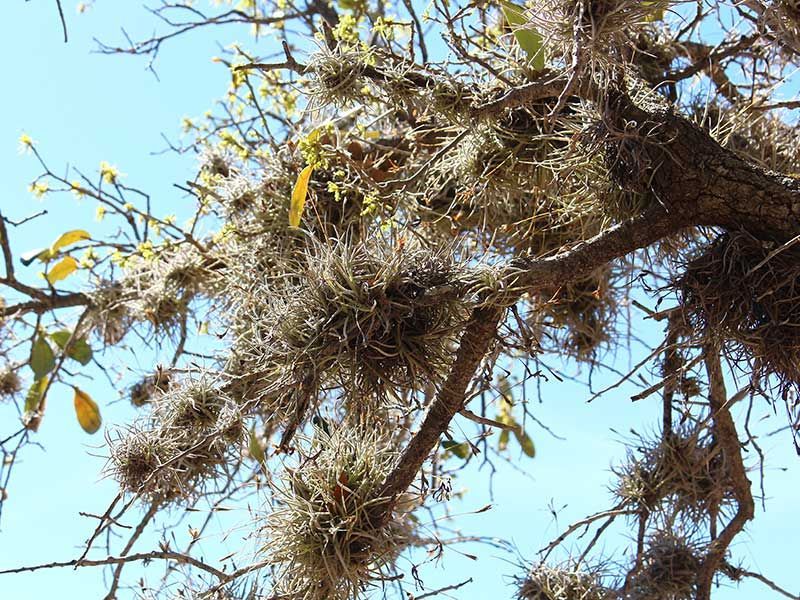 Ball moss removal in San Antonio, Texas