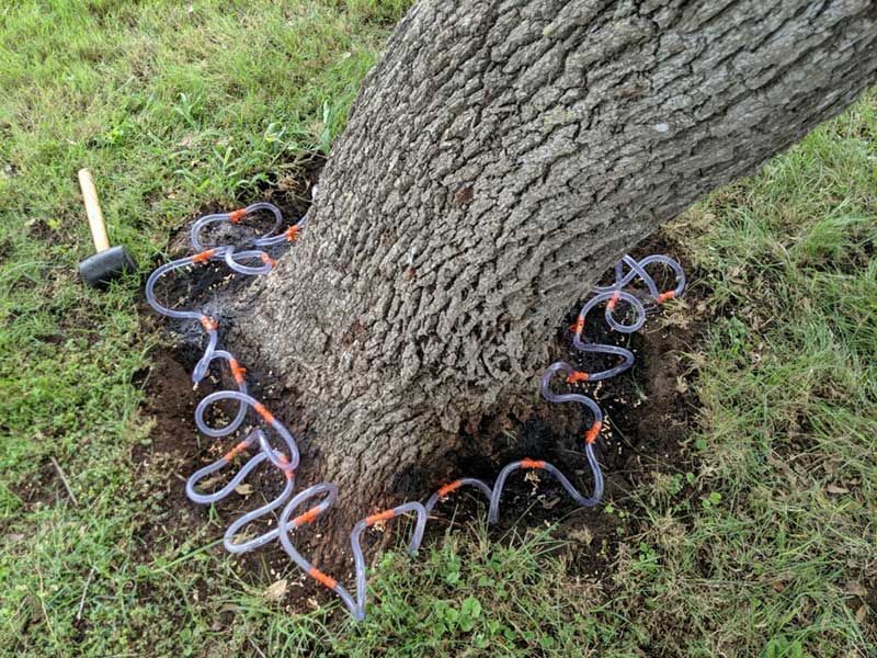 Oak Wilt Analysis in San Antonio, TX