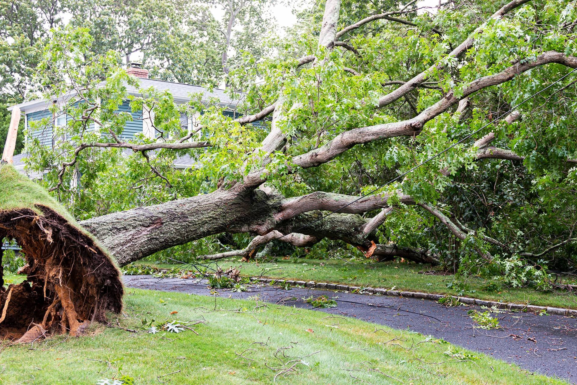 Emergency Tree Service in San Antonio, Texas