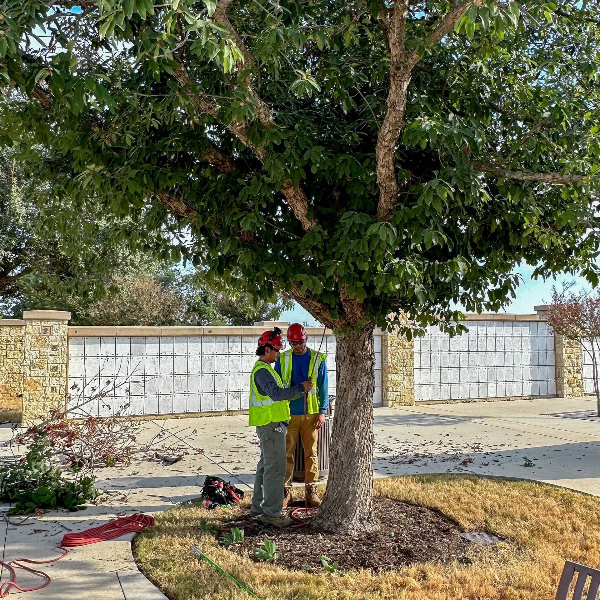 Tree risk assessment in San Antonio, TX