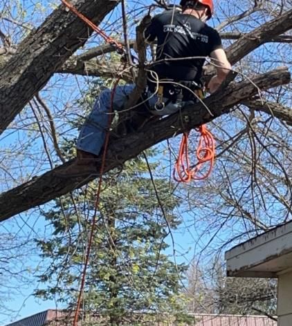 a person is cutting a tree branch with a pair of scissors