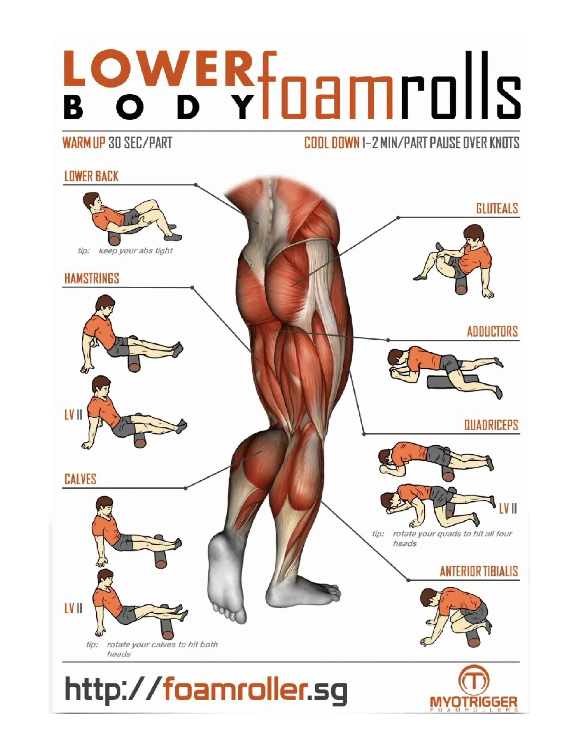 Diagram of lower body foam roller exercises, with muscle anatomy overlay.