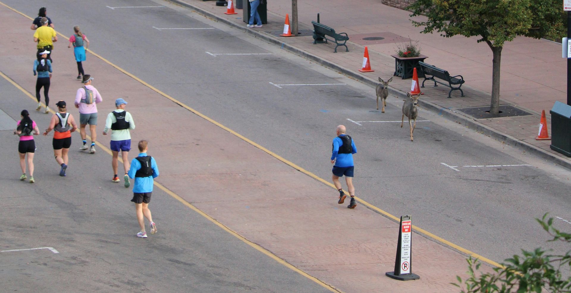 Runners on a street with yellow lines, near a pair of deer.