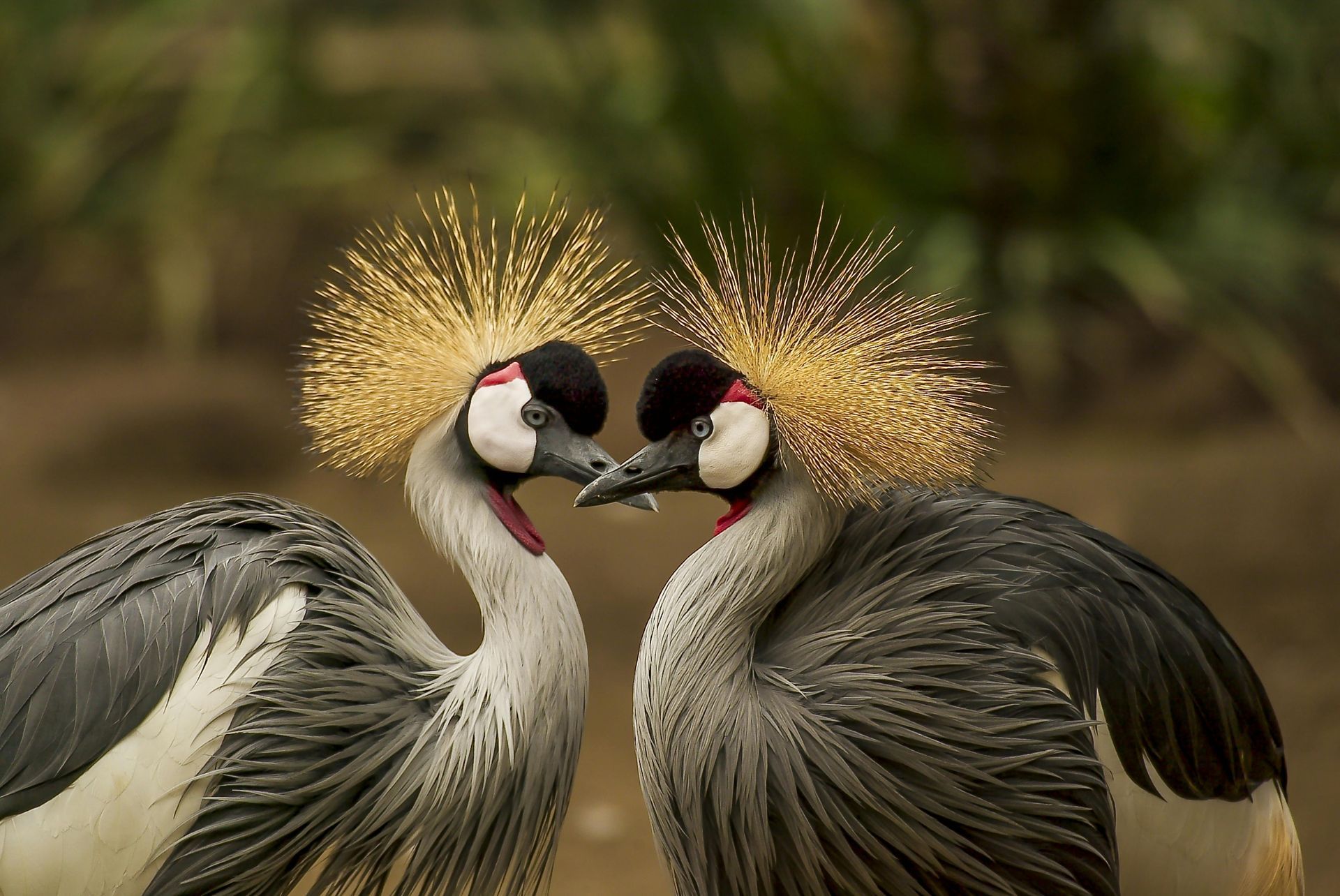 Birds