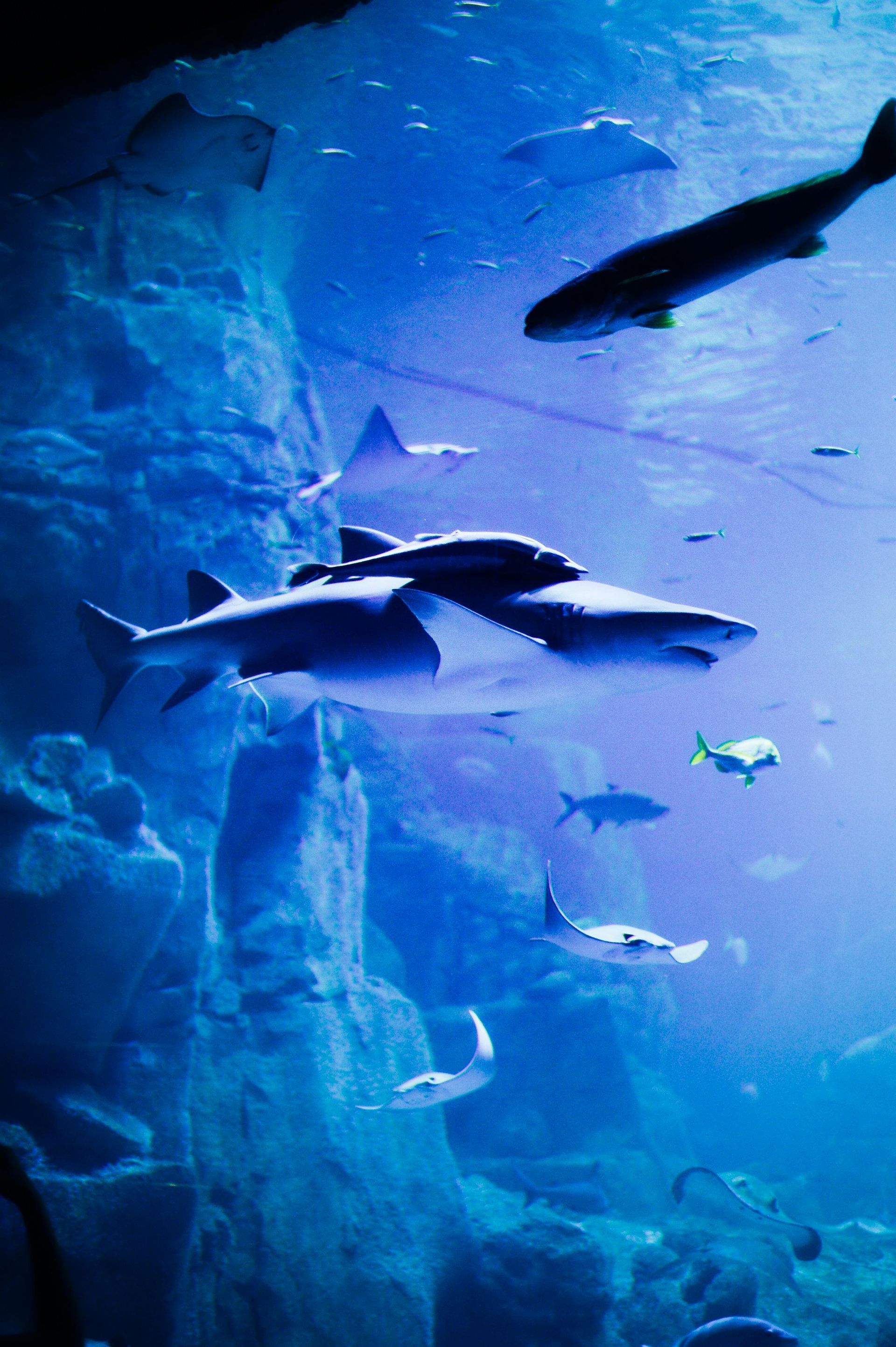 Sharks