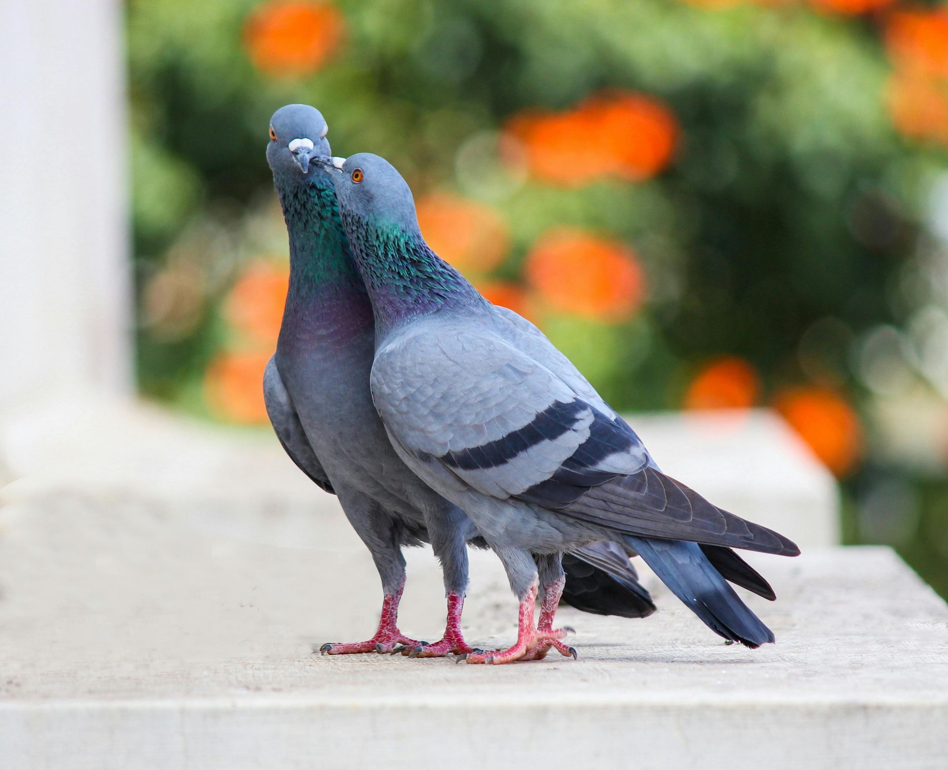 Birds