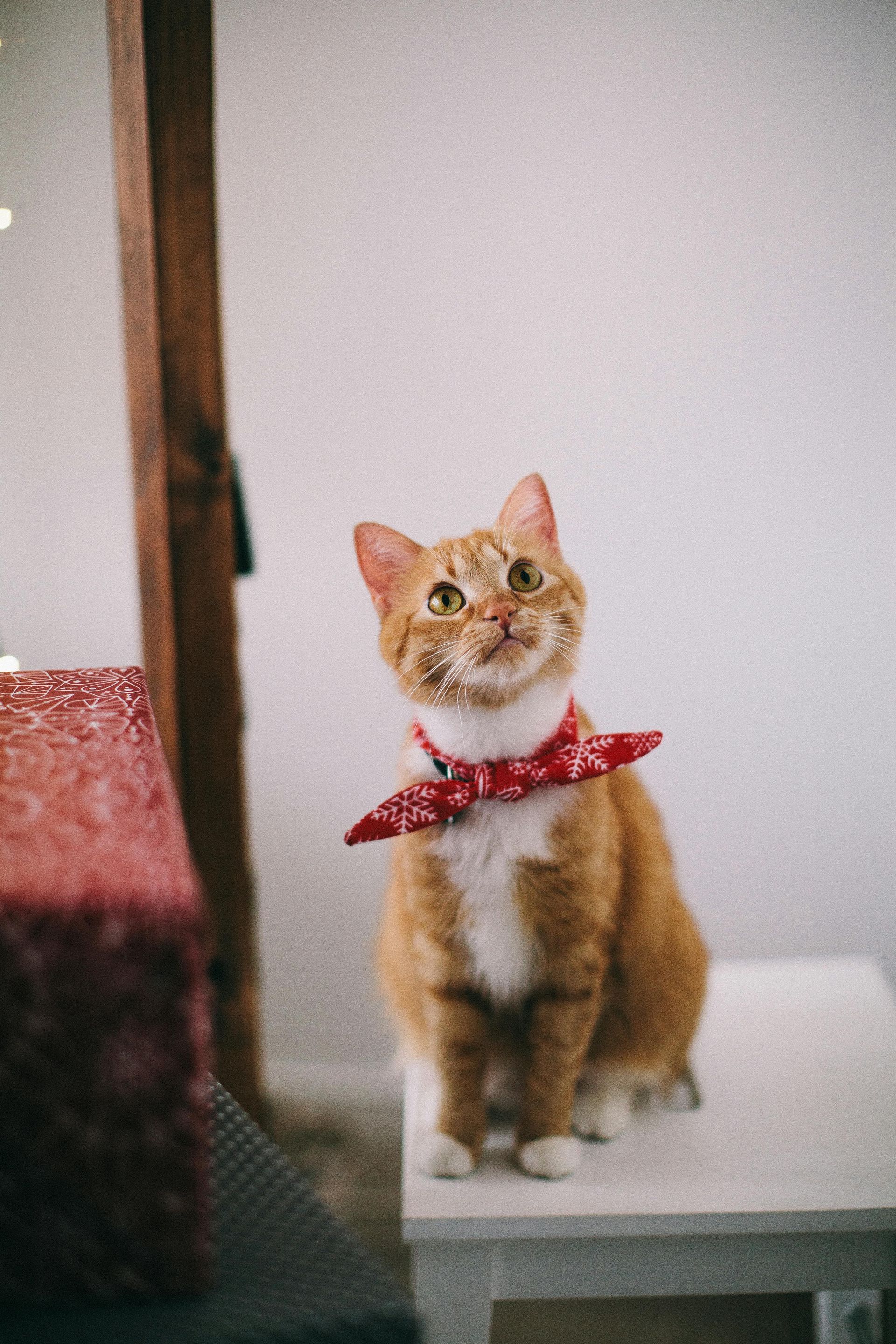 Cats