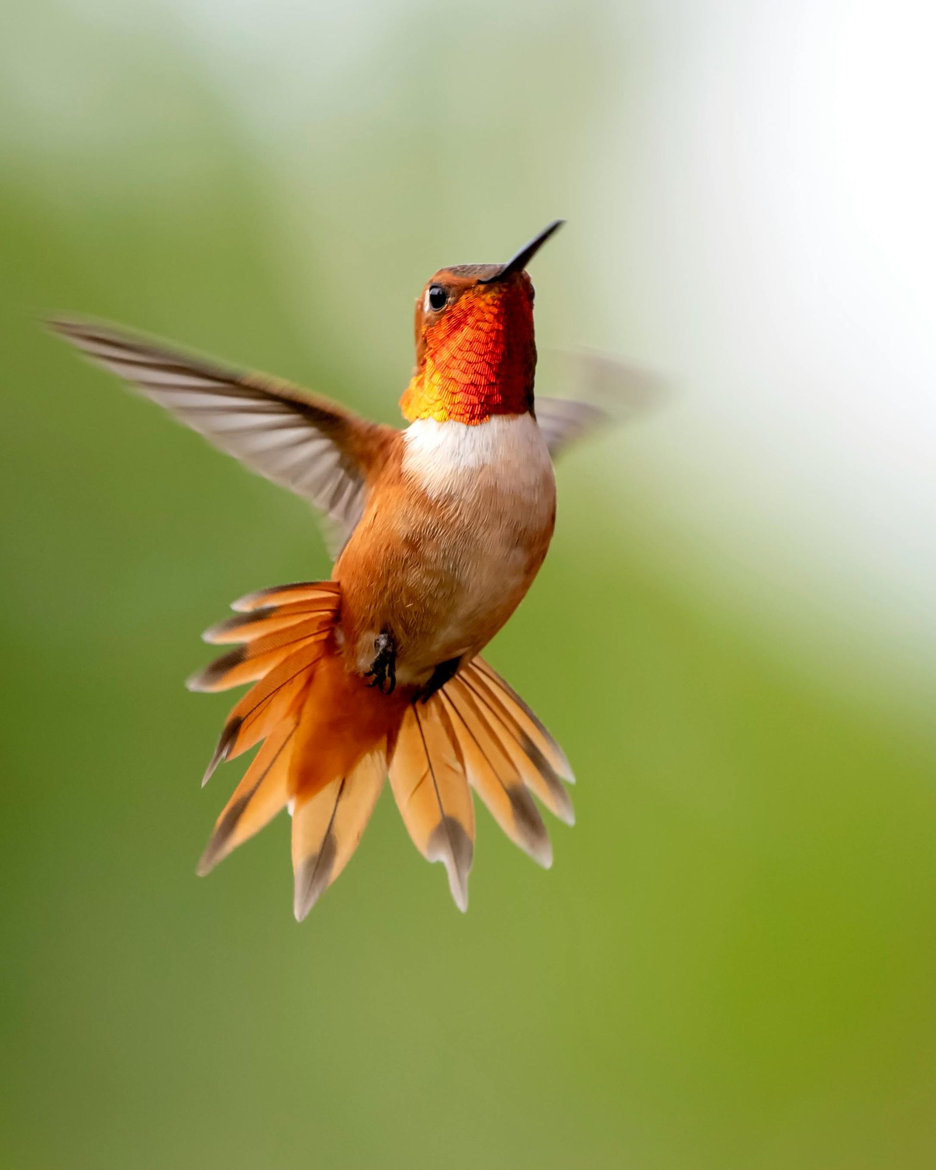 Birds