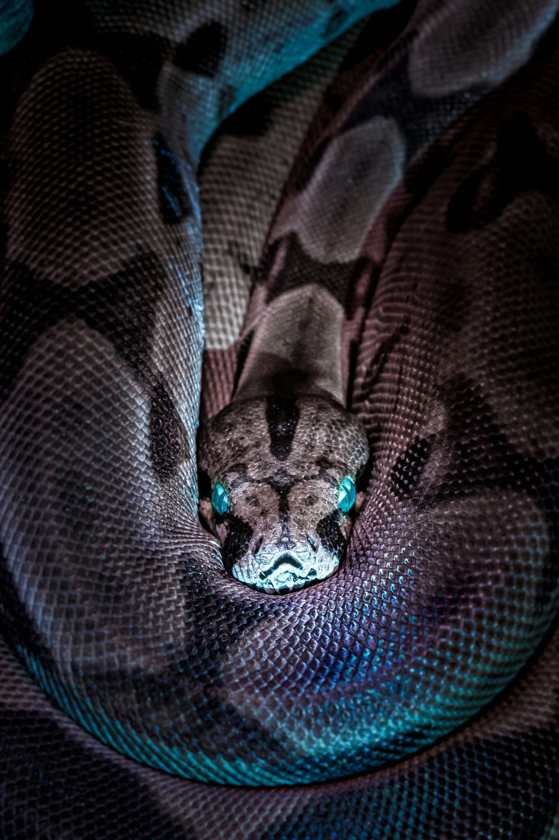 Snakes