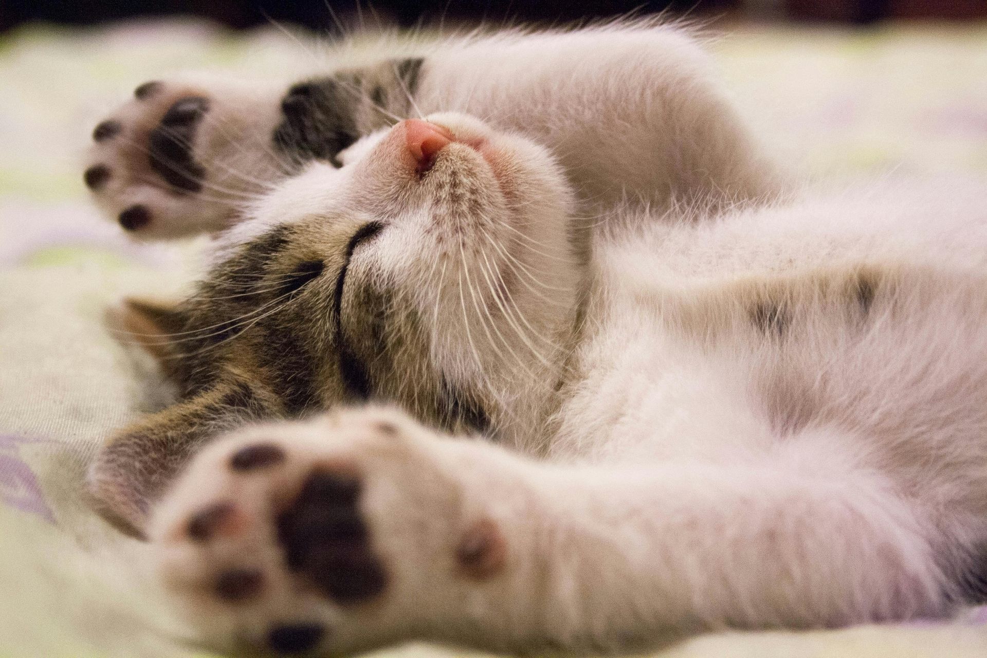 Cats