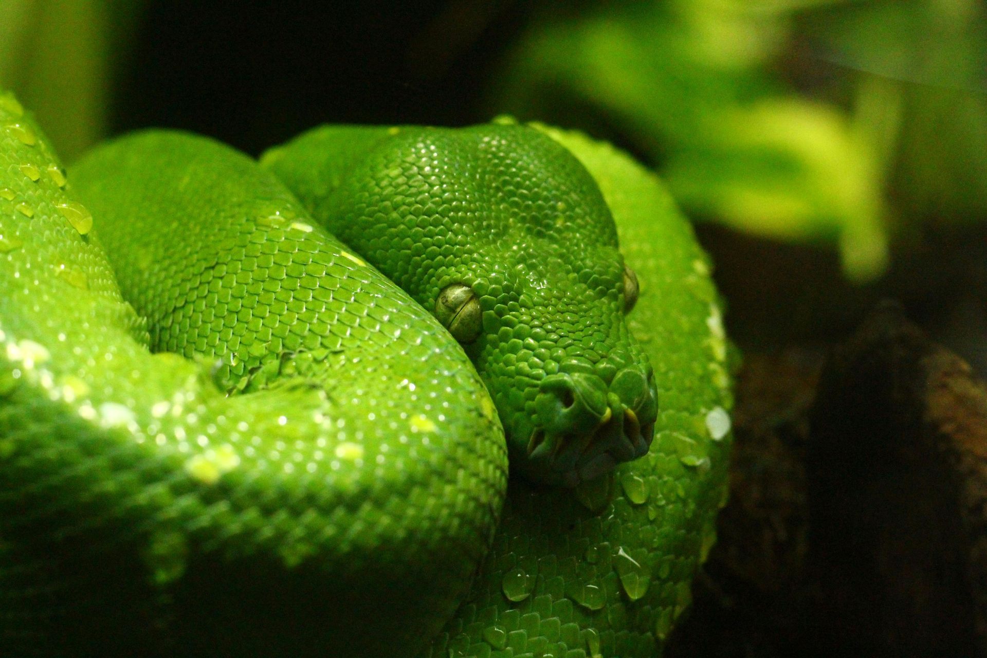 Snakes