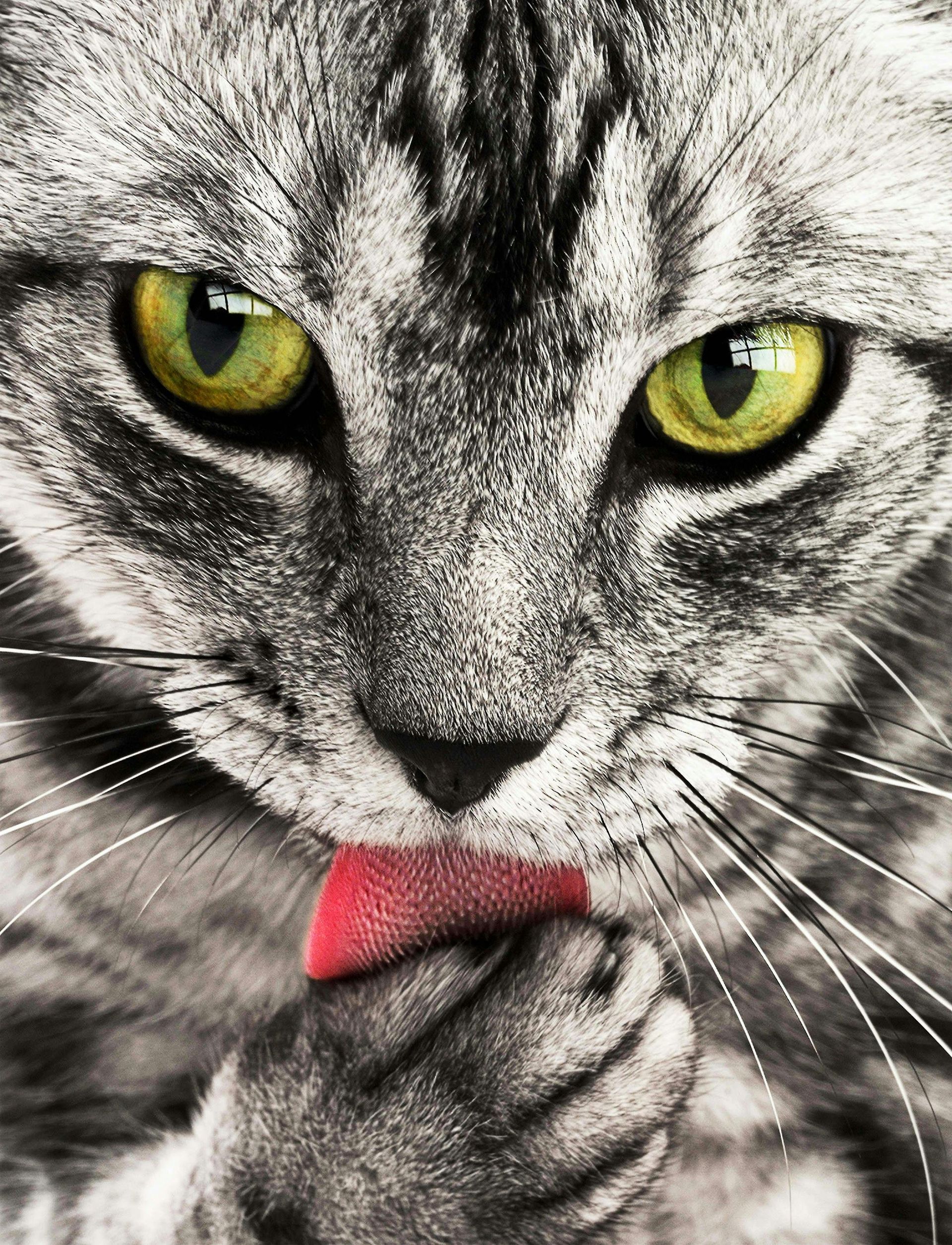 Cats
