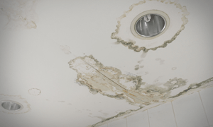 Mold Removal — Mold on the Ceiling in Brandon, MS