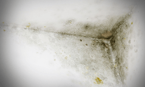 Mold Testing — Mold in the Corner of the Ceiling in Brandon, MS