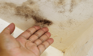 Mold Treatment — Man Touching the Mold in Brandon, MS