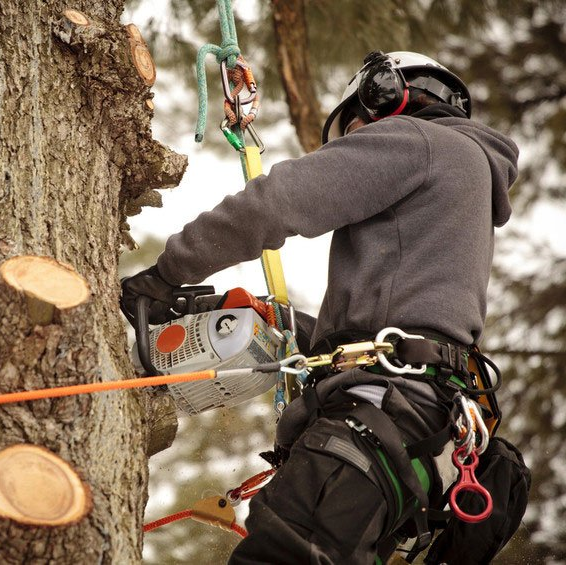 Comprehensive tree care services