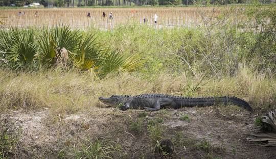 A sunset over a lake with trees in the foreground and a bridge in the background.