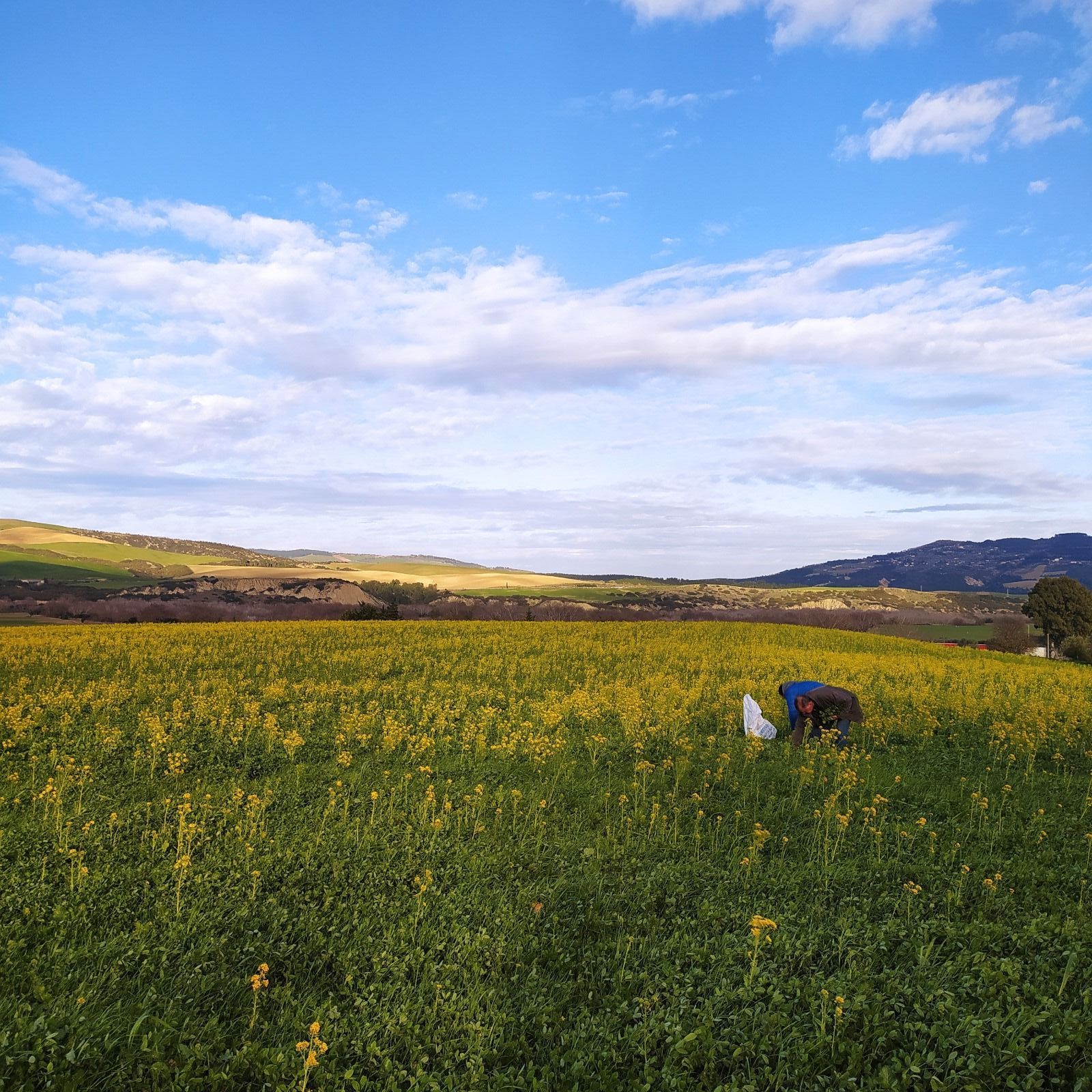 Un campo di fiori gialli con le montagne sullo sfondo