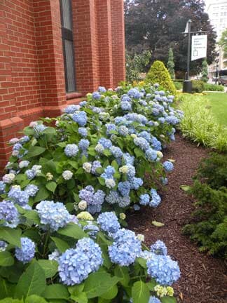 Beautiful Blue Flowers — Hanover Nursery in Hanover Township, PA