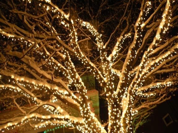 Tree Lighting — Hanover Nursery in Hanover Township, PA