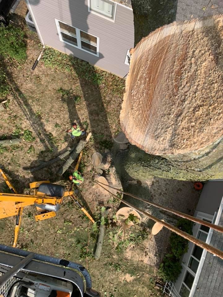 A large tree stump is being removed from a yard in front of a house.
