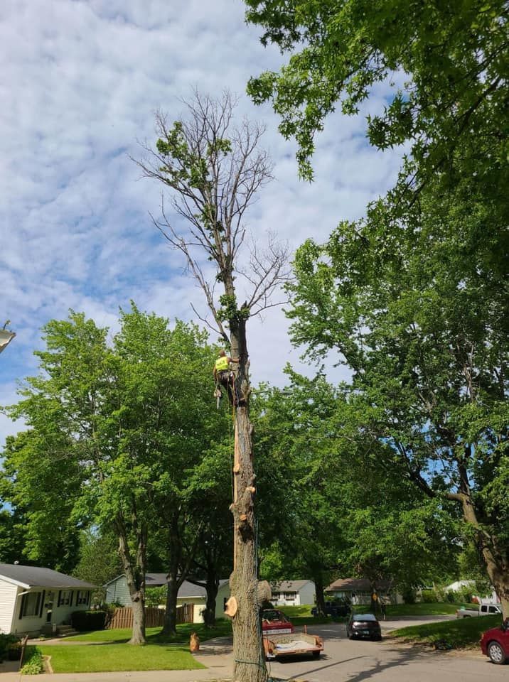 A man is climbing a tree in a residential area.
