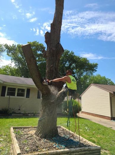 A man is cutting a tree with a chainsaw in a yard.