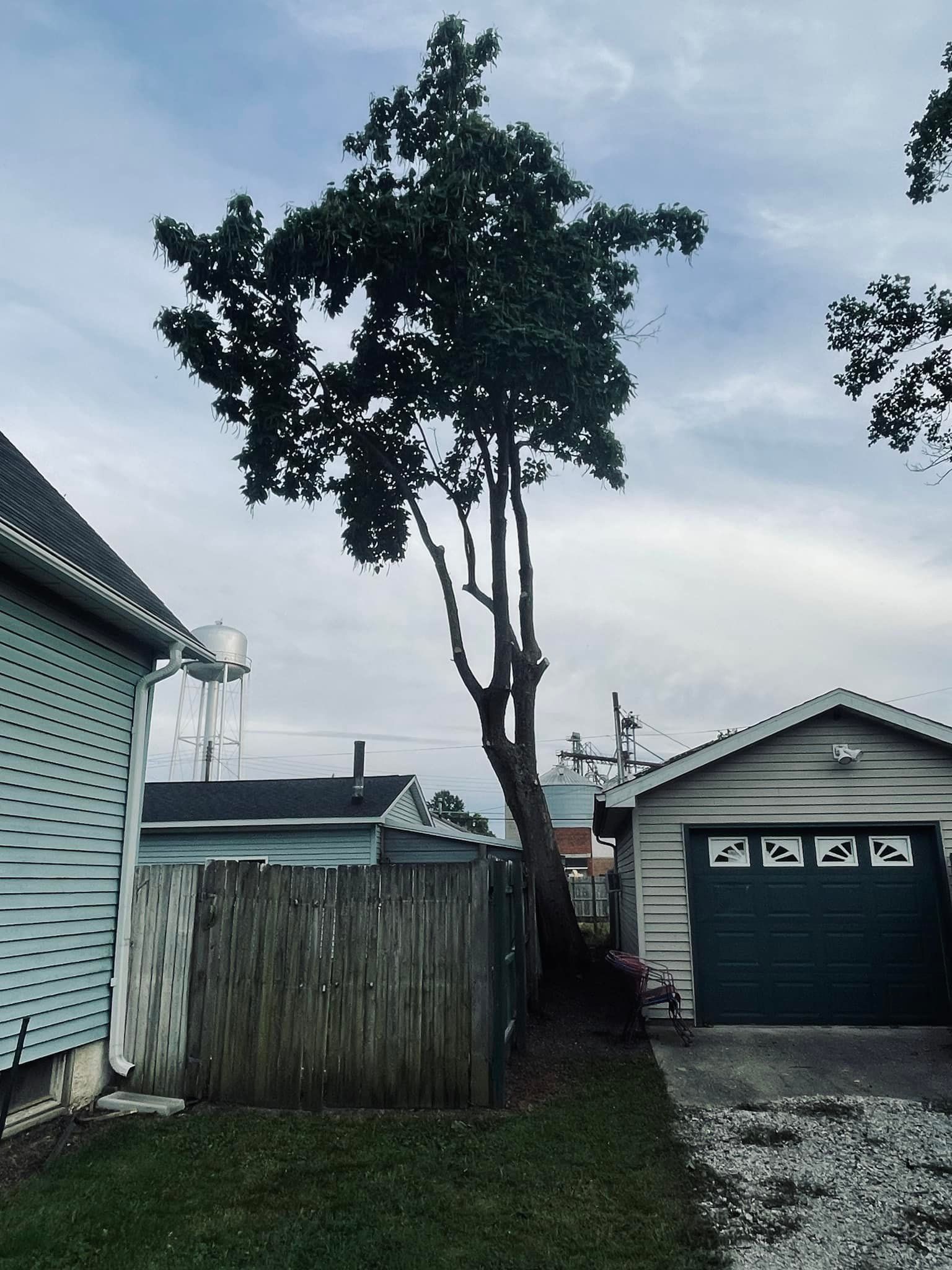 A tree is growing in the backyard of a house