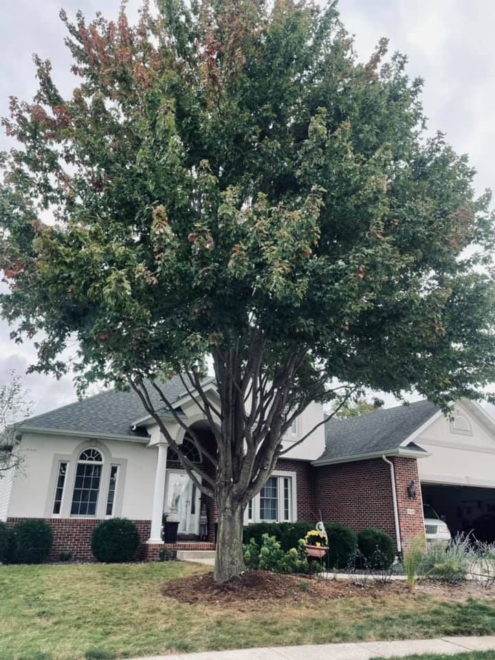 A house with a large tree in front of it