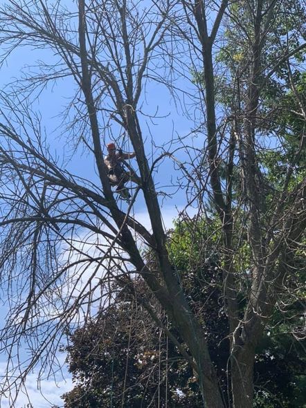 A man is climbing a tree with a chainsaw.