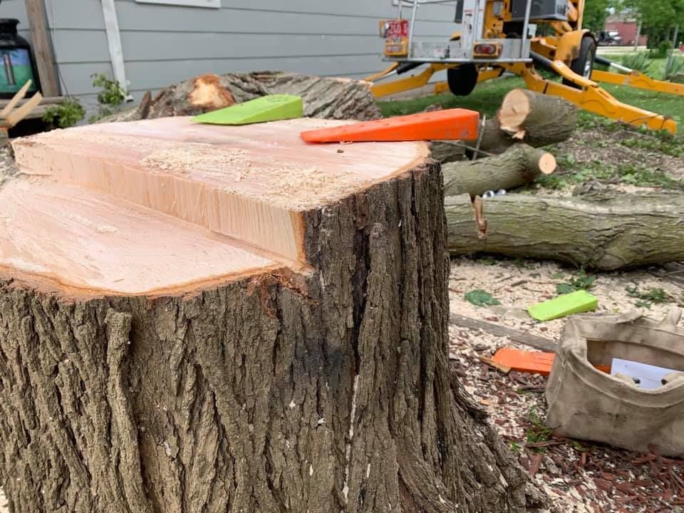 A tree stump with wedges on it is being cut down.
