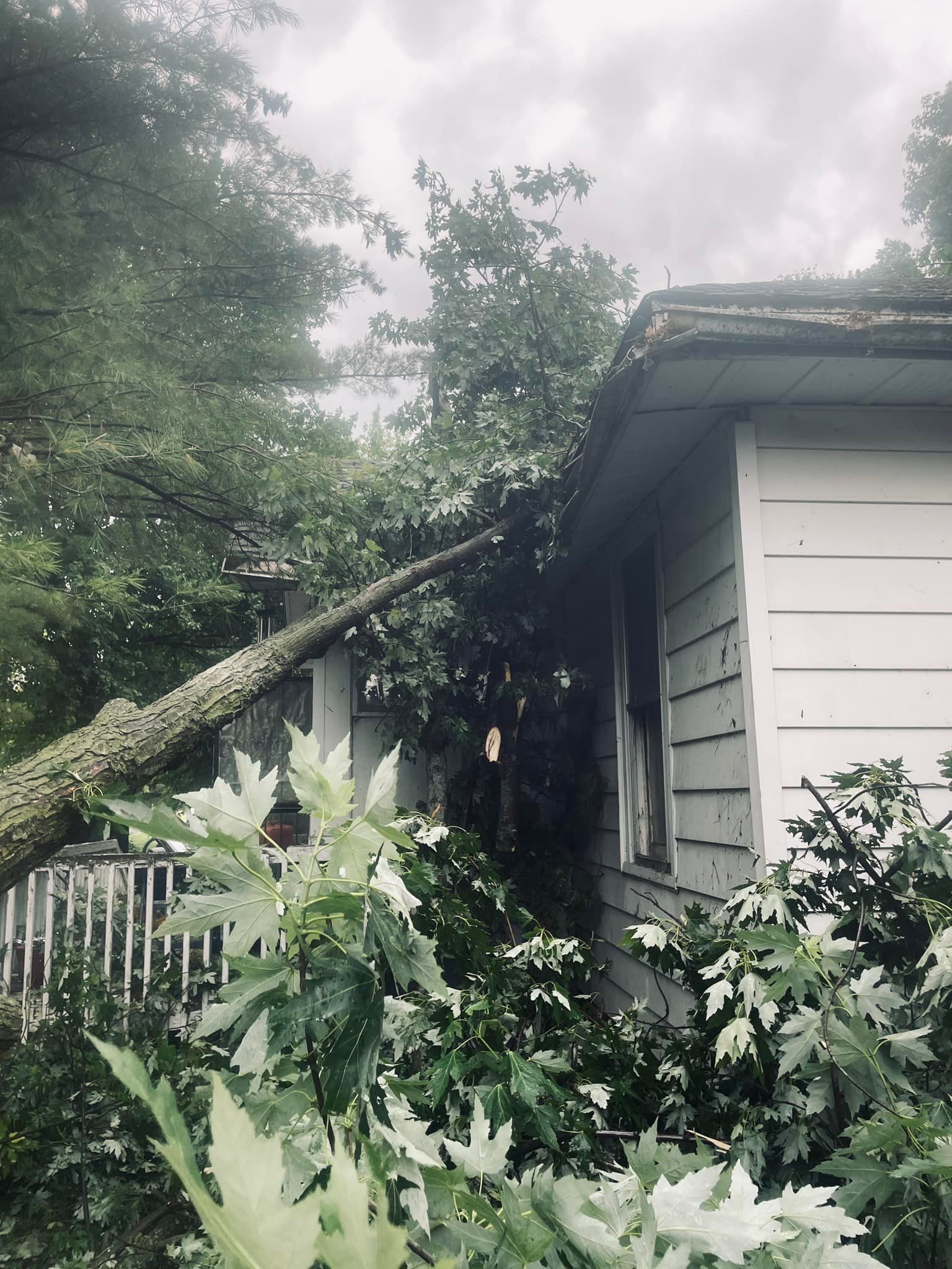 A tree has fallen on the side of a house.