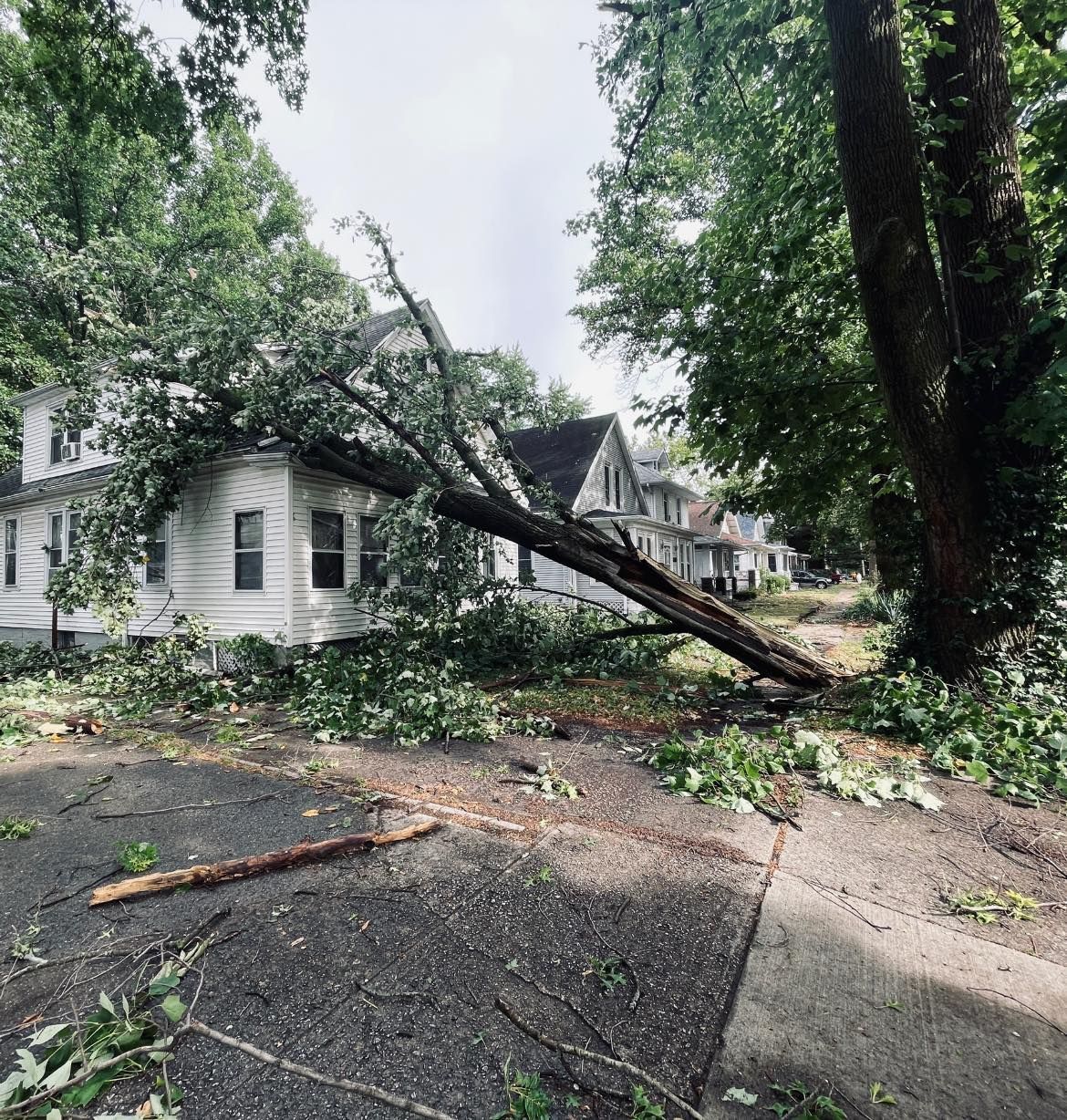 A tree has fallen on the side of a road in front of a house.