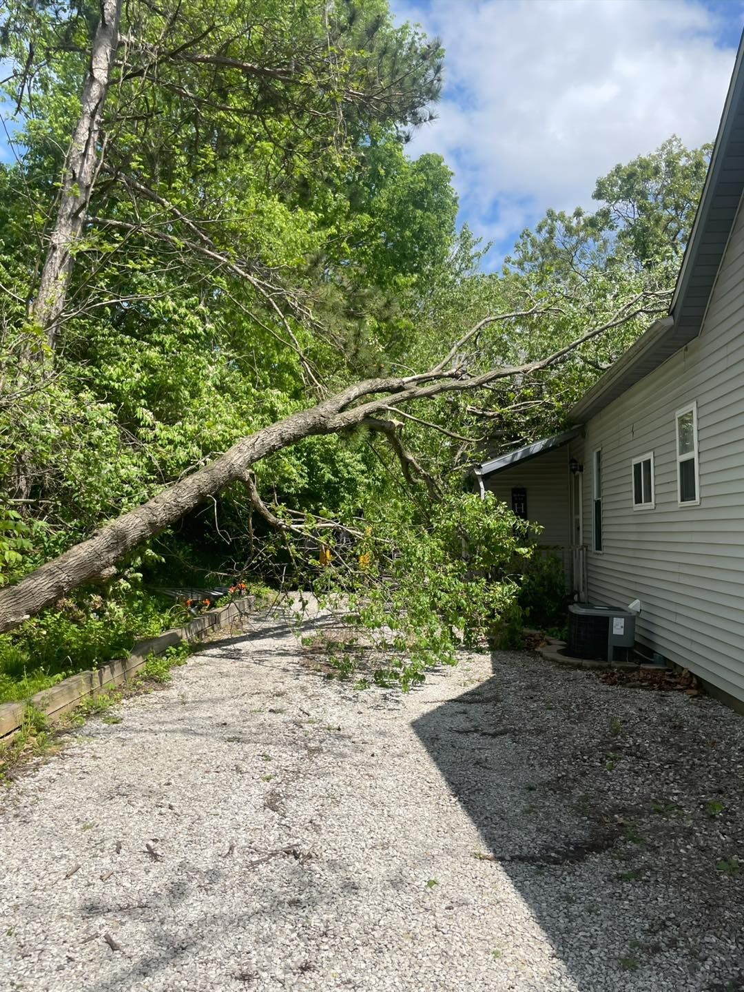A tree has fallen on the side of a house.