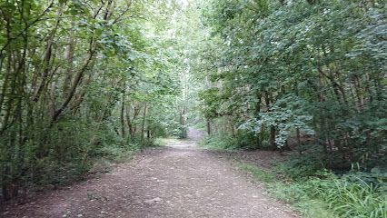 Gravel path through a forest, trees on either side, light at the end of the path.