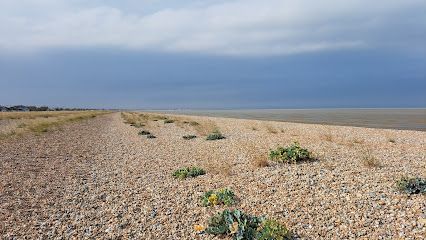 Pebbly beach under a cloudy sky. Small green plants dot the landscape.