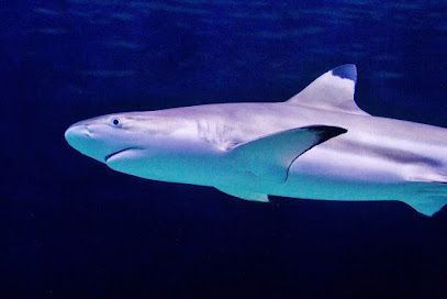 Blacktip reef shark swimming in deep blue water.