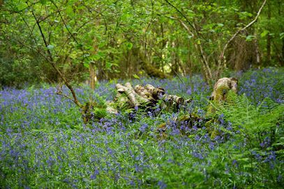 Bluebell flowers in a forest clearing with fallen logs and green foliage.