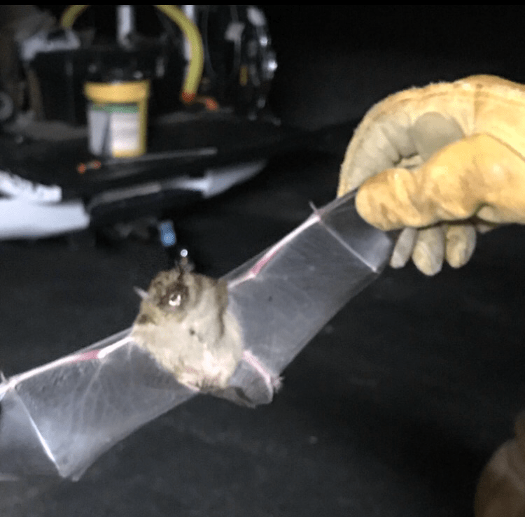 A gloved hand holds a bat, wings spread. The bat has brown fur and big eyes, indoors.