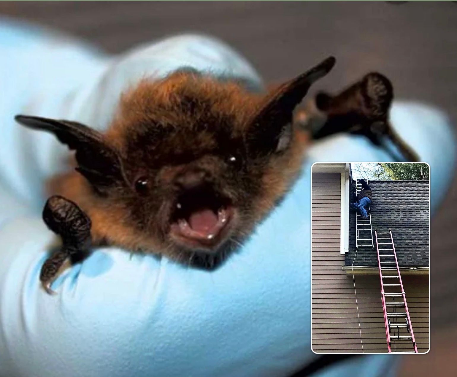 Bat held in gloved hand with worker on ladder near building.